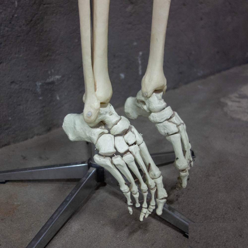 1  Skeleton Life Size