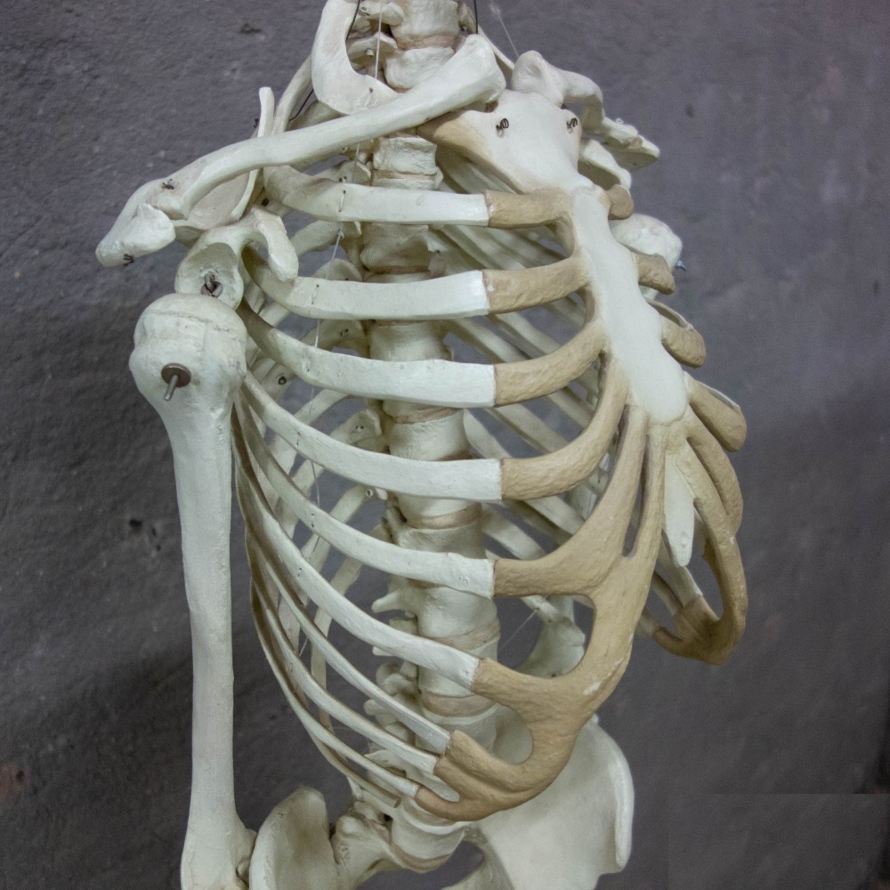 1  Skeleton Life Size