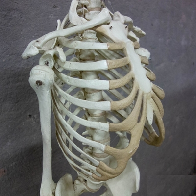Skeleton Life Size en Plastic, Dutch anno 1950