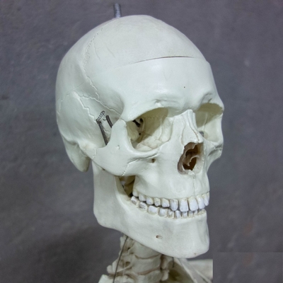 Skeleton Life Size en Plastic, Dutch anno 1950