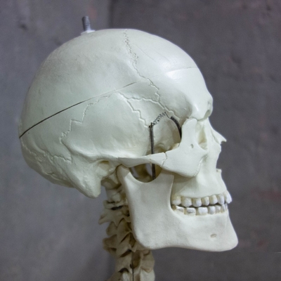 Skeleton Life Size en Plastic, Dutch anno 1950