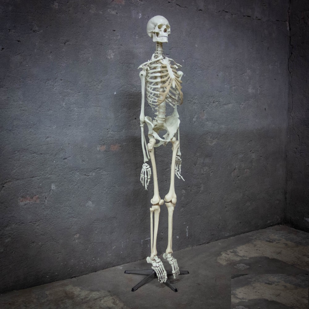 1  Skeleton Life Size