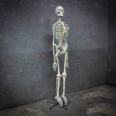 Skeleton Life Size en Plastic, Dutch anno 1950