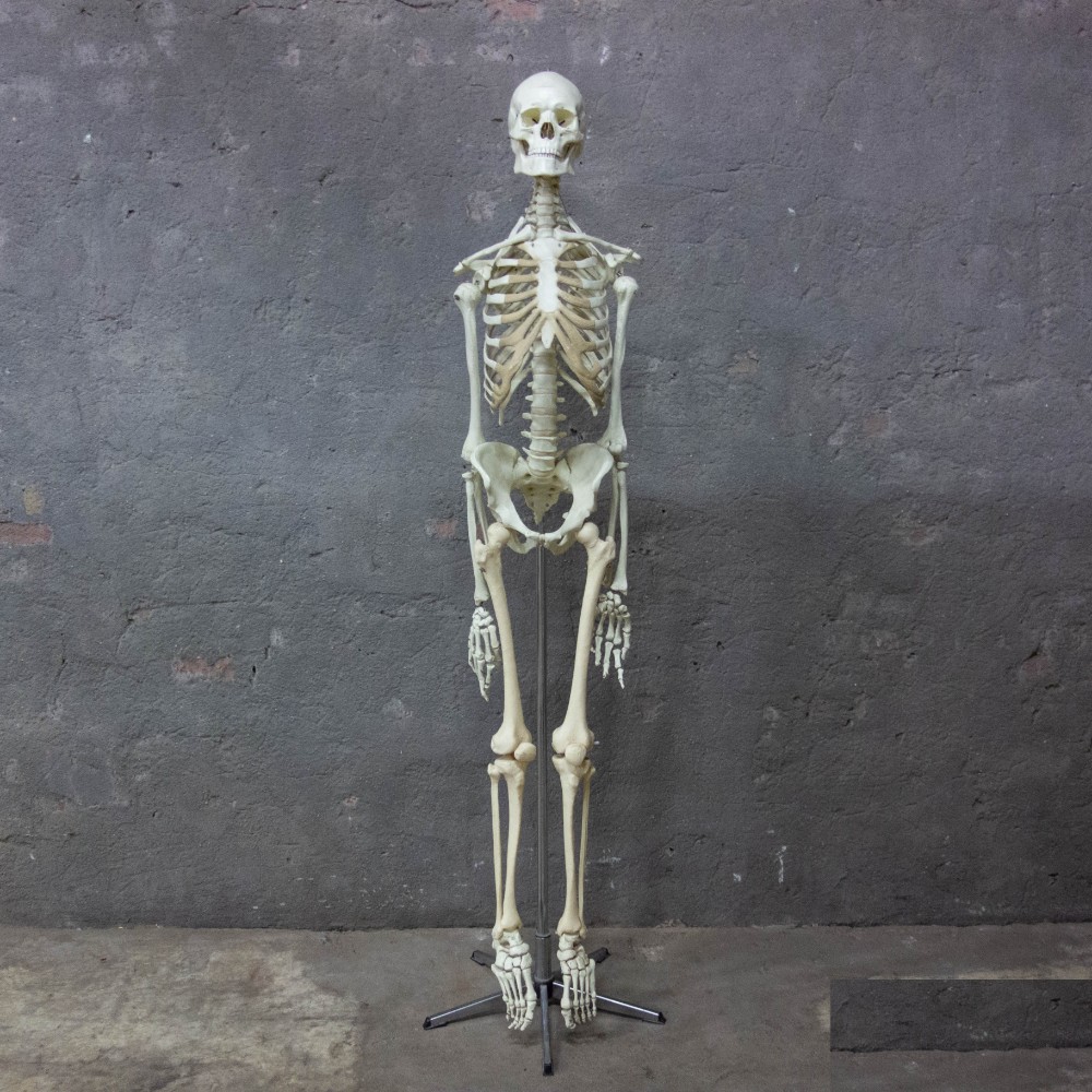 1  Skeleton Life Size