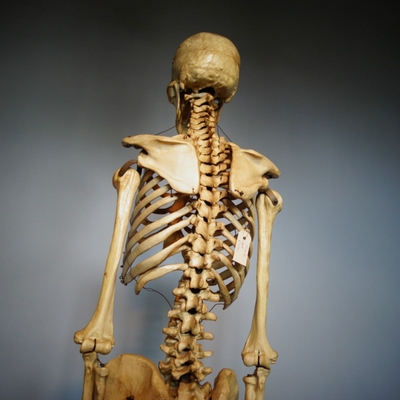 Skeleton Life Size en Plastic, Dutch anno 1930