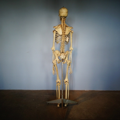 Skeleton Life Size en Plastic, Dutch anno 1930