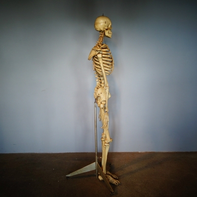 Skeleton Life Size en Plastic, Dutch anno 1930