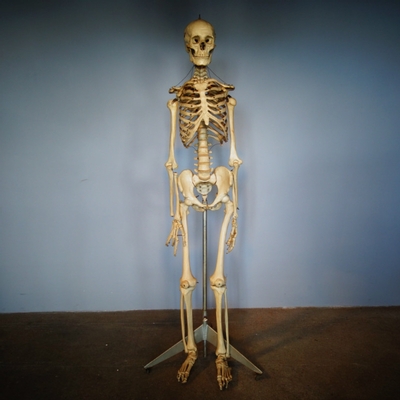 Skeleton Life Size en Plastic, Dutch anno 1930