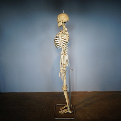 Skeleton Life Size en Plastic, Dutch anno 1950