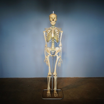 Skeleton Life Size en Plastic, Dutch anno 1950
