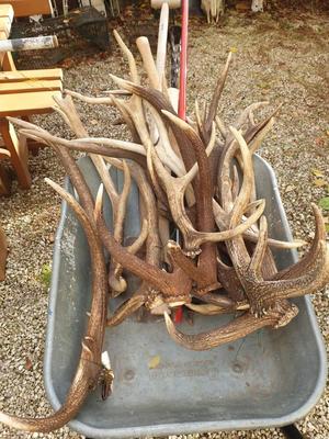 Deer Antlers